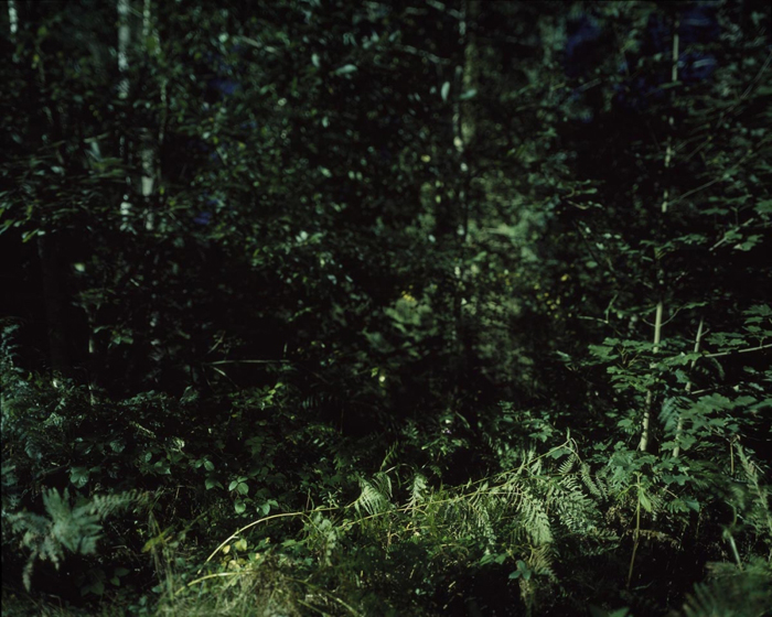 Verborgen Schlindwein Fotografie Gengenbach